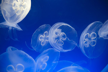 Jellyfish on a blue background