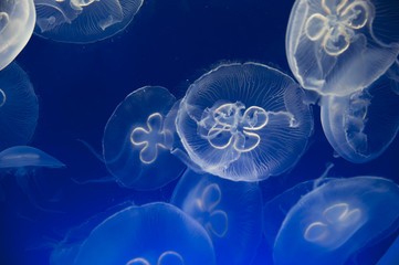 Jellyfish on a blue background
