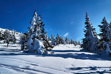 Buried in snow forest and dry trees in the Giant Mountains in Poland.