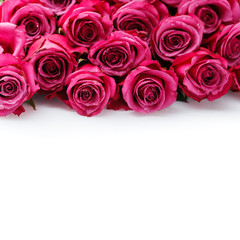 pink roses isolated on white