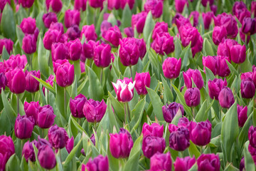 Blooming purple / violet tulip