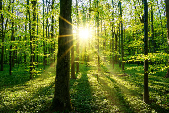 Fototapeta Beautiful forest in spring with bright sun shining through the trees
