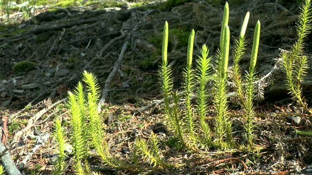 Plant of clubmoss (Lycopodium clavatum) on the background of forest soil.