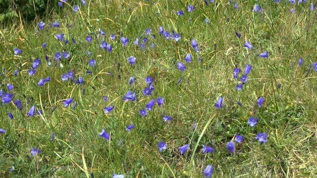 Carpathian bellflower (Campanula carpatica).