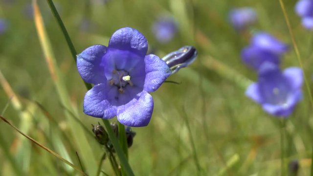 Carpathian bellflower (Campanula carpatica).
