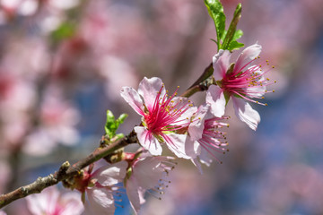 Close up of Pink Blossom Cherry Tree Branch, Sakura Flowers.