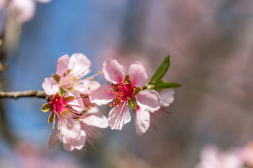 Close up of Pink Blossom Cherry Tree Branch, Sakura Flowers.