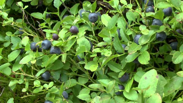 Forest: plant Blueberry (Vaccinium sp.) with ripe berries.