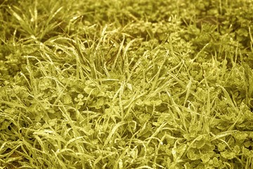 Water drops on fresh artistc grass background. Green grass background