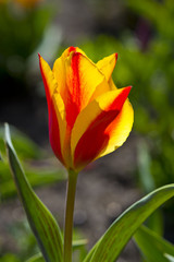 Greig Tulpen