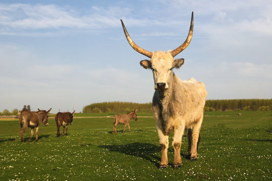Hungarian Grey cattle cow with long dangerous horn