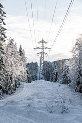Winter forest in Norway