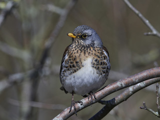 Fieldfare (Turdus pilaris)