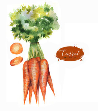 Hand drawn watercolor illustration of fresh orange ripe carrots. Isolated on the white background. Vegetarian food product
