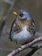 Fieldfare (Turdus pilaris)