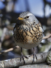 Fieldfare (Turdus pilaris)