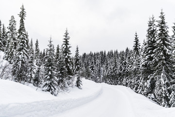 Winter forest in Norway