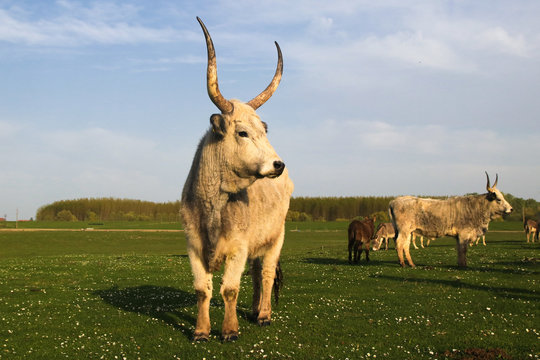Hungarian Grey cattle cows with long dangerous horn on floral spring field