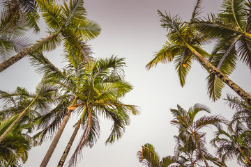 Fototapeta na wymiar Palm Trees. Tropical Sunrise. Direct Above Shot.