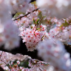 満開の桜