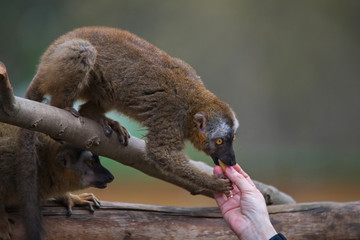 Portrait of curious and cute Red Fronted Madagascar Lemur behaving like pets