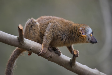 Portrait of curious and cute Red Fronted Madagascar Lemur behaving like pets