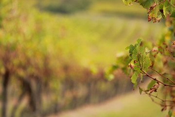 winery in Victoria, Australia