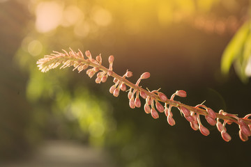 Bauhinia strychnifolia Craib flower