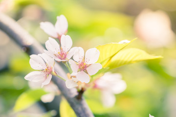 Japanische Kirschblüten im Frühling 