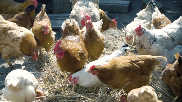 Many chickens and cocks roam in the hay in the village in the summer, slow motion