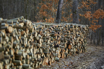 Lumber stacks in the forest