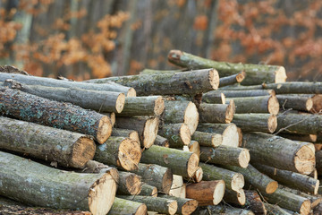 Lumber stacks in the forest