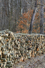 Lumber stacks in the forest