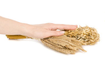 Wheat and oats in hands