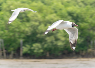 Bird Seagull fly at Bangpoo Resort Samutprakarn Thailand