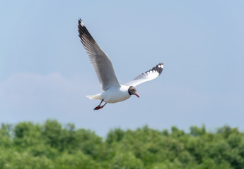 Bird Seagull fly at Bangpoo Resort Samutprakarn Thailand