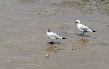 Bird Seagull fly at Bangpoo Resort Samutprakarn Thailand