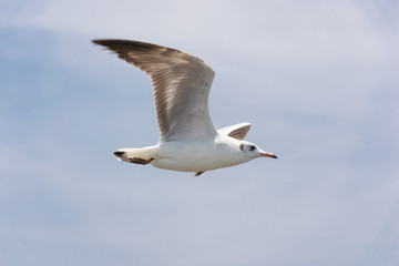 Bird Seagull fly at Bangpoo Resort Samutprakarn Thailand