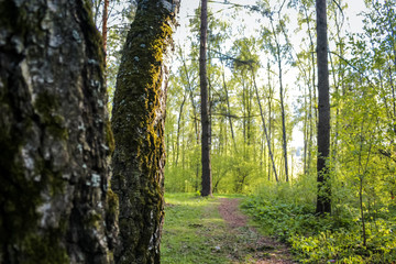 Forest path between trees in summer
