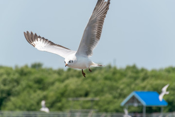 Bird Seagull fly at Bangpoo Resort Samutprakarn Thailand