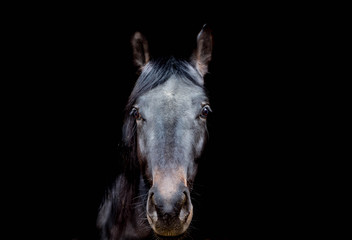 Fototapeta premium Schöne Pferdeportait auf schwarzem Bildhintergrund.