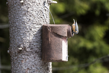 Kleiber verkleinert Eingang