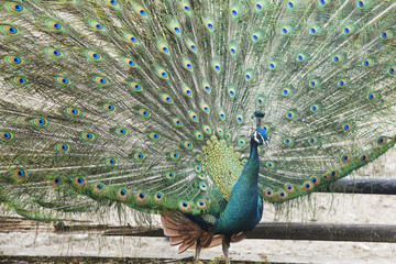 beautiful peacock standing tall spreading his colorful feathers looking elegant