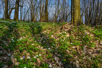 White anemones in the woods