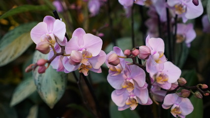 Beautiful blooming orchid flower in the garden with natural green floral background. Amazing plants for postcard and agriculture design with space for text. Phalaenopsis orchid.