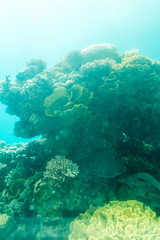 At Coral World Underwater Observatory in Eilat