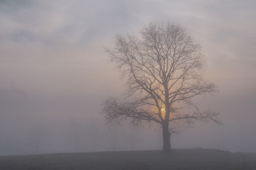 Mistyczny krajobraz, drzewo w porannej mgle