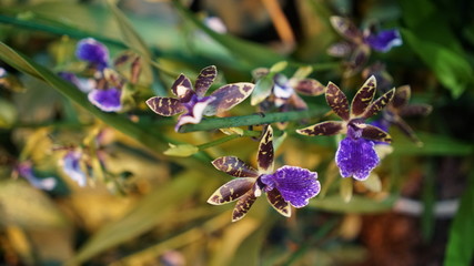 Beautiful blooming orchid flower in the garden with natural green floral background. Amazing plants for postcard and agriculture design with space for text. Phalaenopsis orchid.