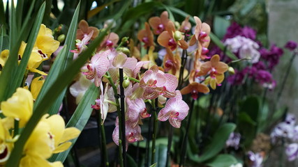 Beautiful blooming orchid flower in the garden with natural green floral background. Amazing plants for postcard and agriculture design with space for text. Phalaenopsis orchid.
