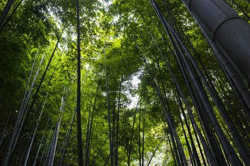 Obraz na płótnie Canvas Bamboo grove in Kyoto